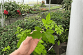 Thunder Egg Hibiscus Starter Plants (2) - Bare Root, Live Starter Hibiscus