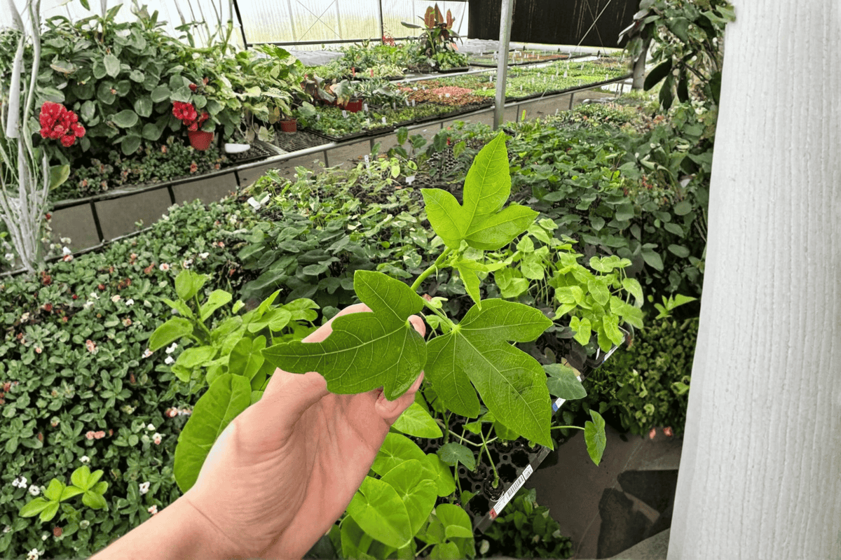 Thunder Egg Hibiscus Starter Plants (2) - Bare Root, Live Starter Hibiscus