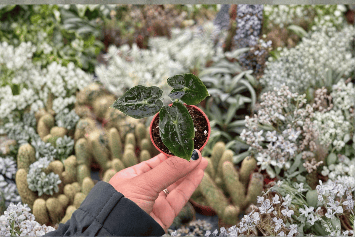 Alocasia Mandalay Starter Plants (2-Pack) – 2-Inch Pots