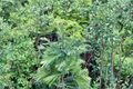 Schirrmann’s Nordlicht Dawn Redwood Live Plant — Metasequoia glyptostroboides, 10" Grafted