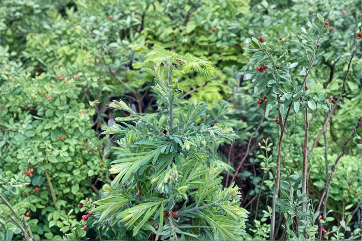 Schirrmann’s Nordlicht Dawn Redwood Live Plant — Metasequoia glyptostroboides, 10" Grafted