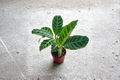 Calathea Zebrina - Zebra Plant Live Plant 4 Inch Pot, Fully Rooted Prayer Plant