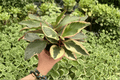 Peperomia Ginny (Peperomia clusiifolia ‘Ginny’) - 2 Live Plants in 4-Inch Pots