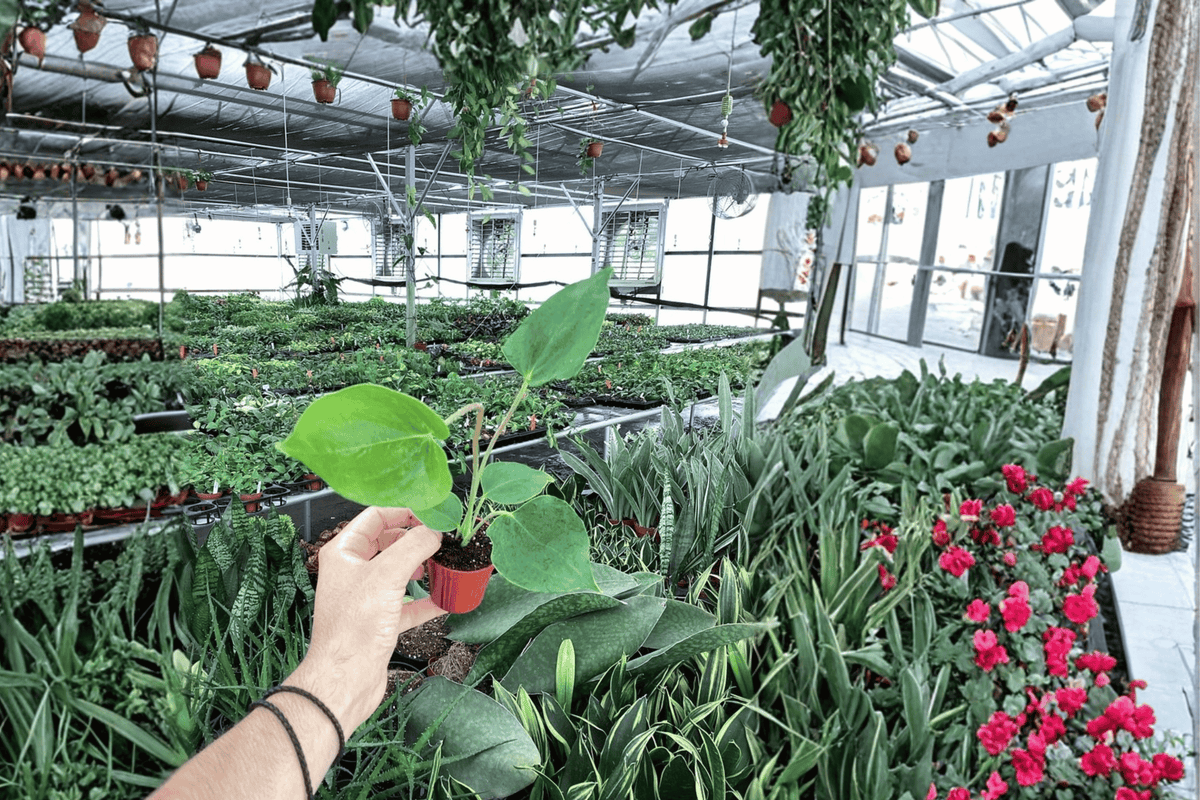 Anthurium Oaxaca Starter Plants – 2 Bare Root Starters