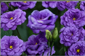 Purple Queen Rose Seeds - 30 Seed Pack, Purple Flowering Shrub Rose for Ornamental Gardens