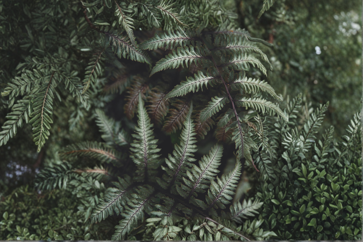 Japanese Painted Fern - Athyrium niponicum 3 Rooted Starters in 1 Qt Pots