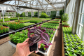 Red Tradescantia pendula Live Starter Plants (2-Pack) Bare Root