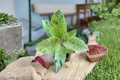 Ficus Shivereana Moonshine - Variegated Rubber Plant | Rooted Starter Plant