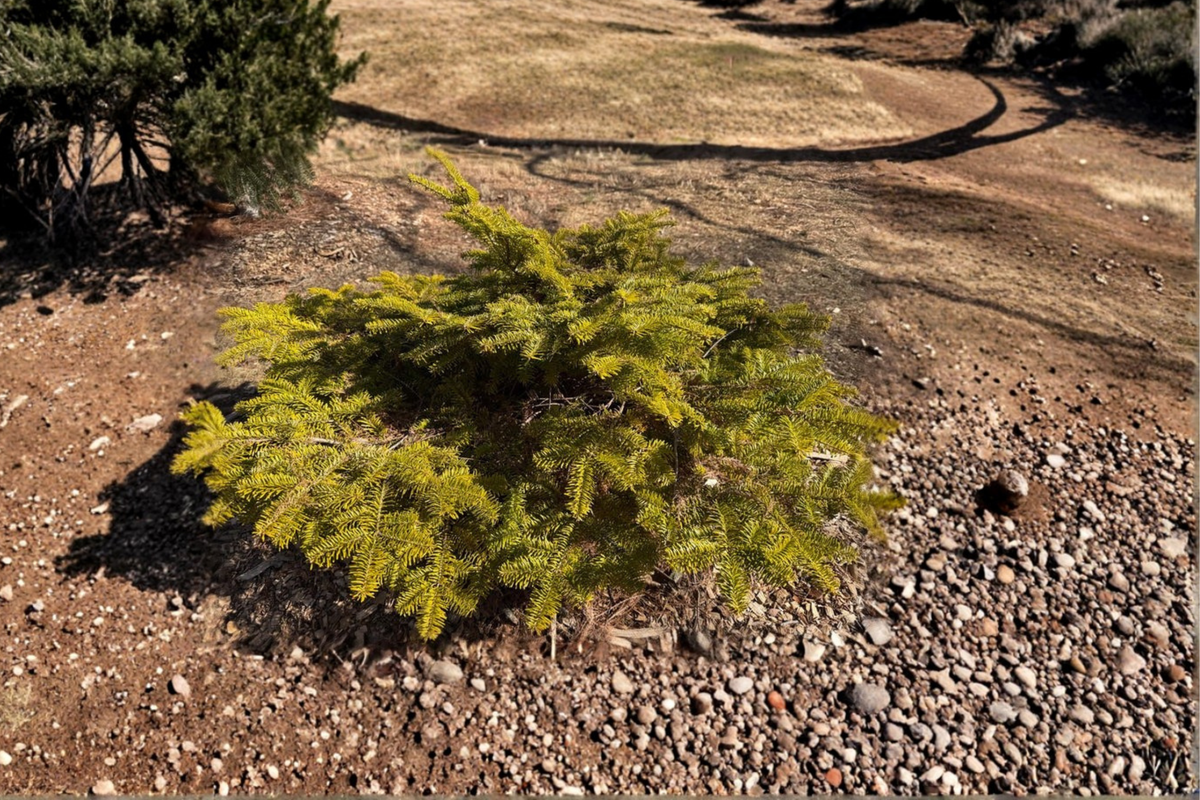 Golden Spreader Nordmann Fir (Abies nordmanniana ‘Golden Spreader’) - 10 Inch Live Plant in 1-Gallon Pot