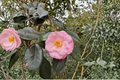 Japanese Camellia ‘Berenice Boddy’ 1 Gallon Live Plant - Camellia japonica Evergreen Shrub