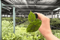 Alocasia Azlanii Starter Plants (2) - Plug | Exact Plants Pictured