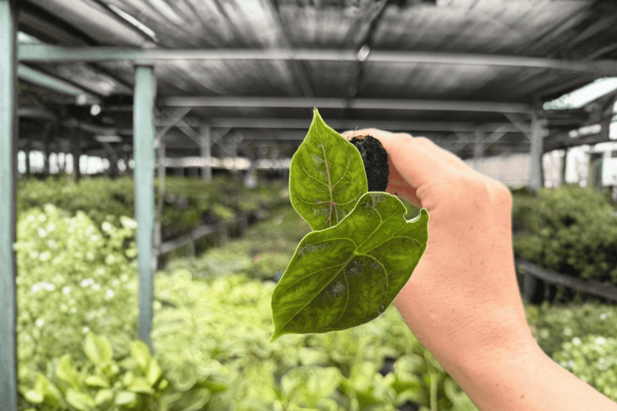 Alocasia Azlanii Starter Plants (2) - Plug | Exact Plants Pictured