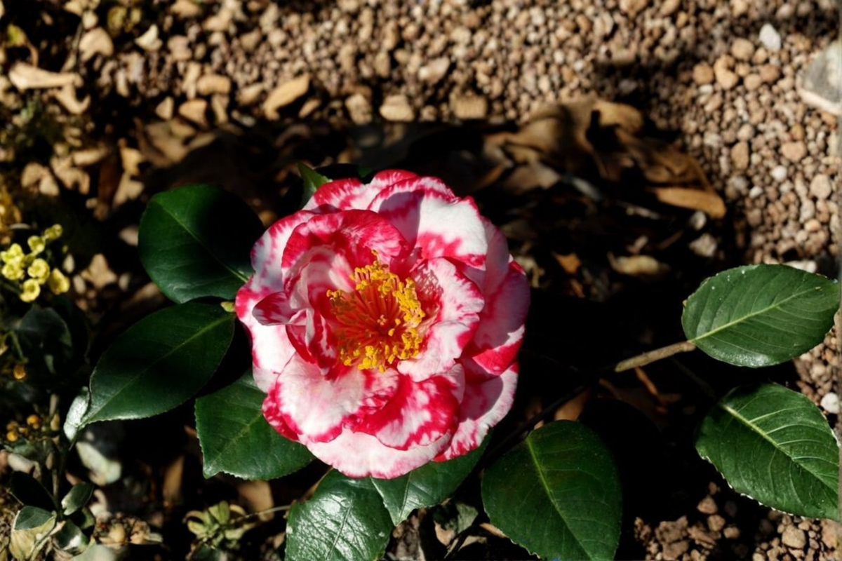 Camellia japonica Terry Giley - 3 Gallon Live Plant