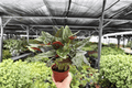 Syngonium Red Arrow 2 Live Plants in 4-Inch Pots | Exact Plants