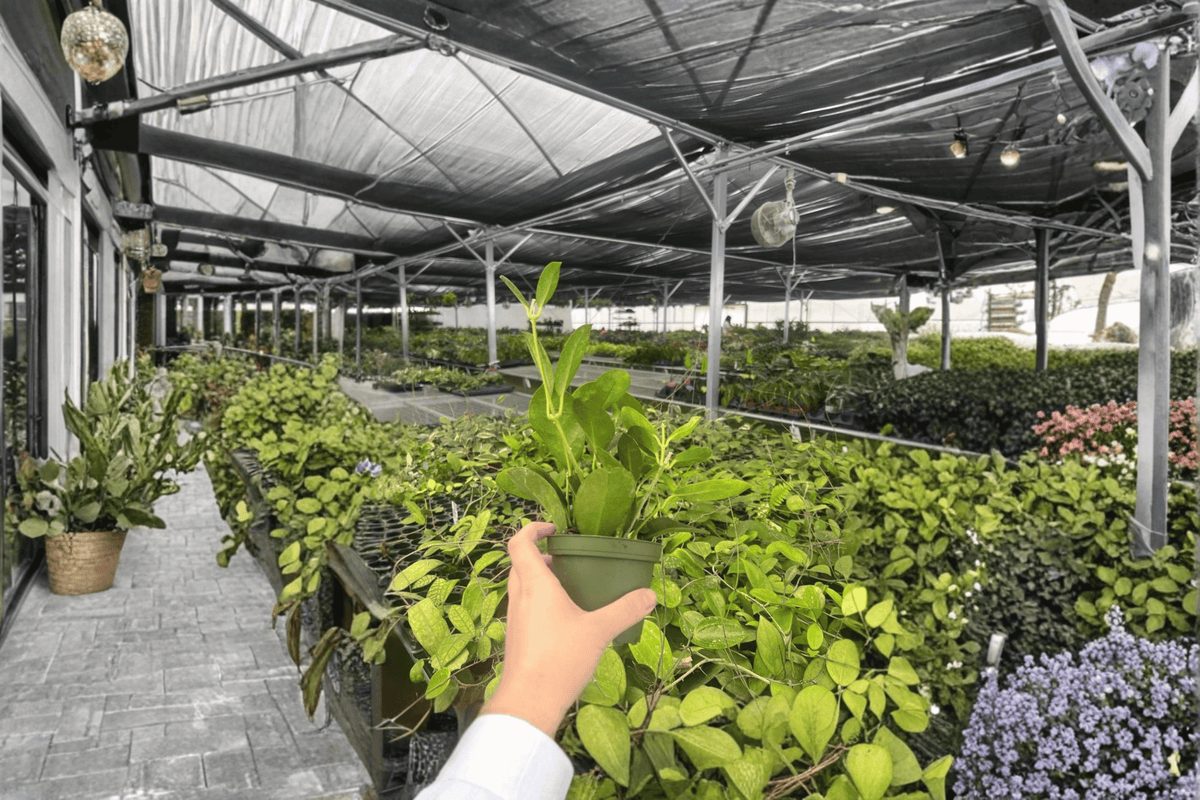 Hoya australis Live Plants, 4-Inch Pots (2-Pack) — Established Rooted Cuttings