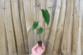 Alocasia zebrina Live Starter Plants | 2 in Soil Pods