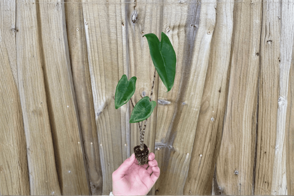 Alocasia zebrina Live Starter Plants | 2 in Soil Pods