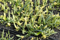 Aloe Solar Flare Variegated Starter Plant - 2-Inch Pot