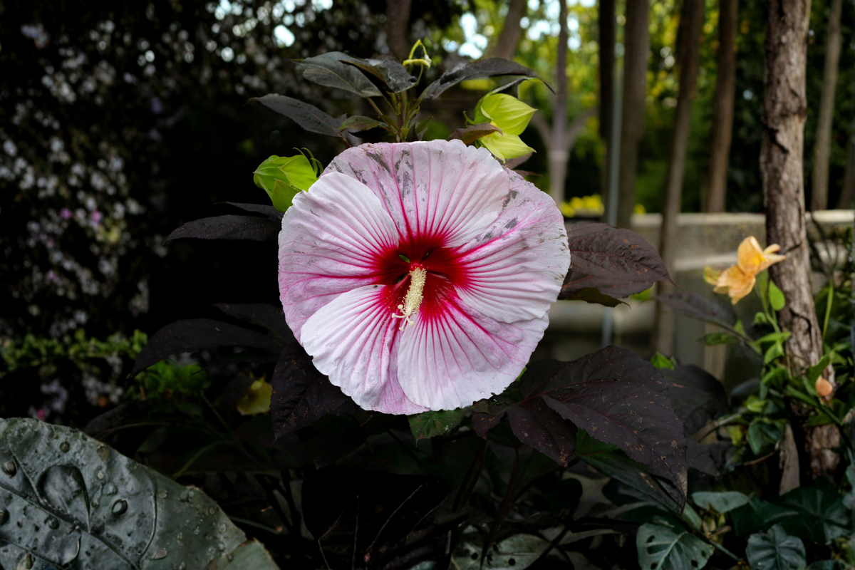 Dark Mystery Hardy Hibiscus Live Plant in 2.5" Pot | Hibiscus moscheutos