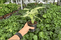 Alocasia odora Batik Snow Variegated - 2 Live Plants in 4-Inch Pots