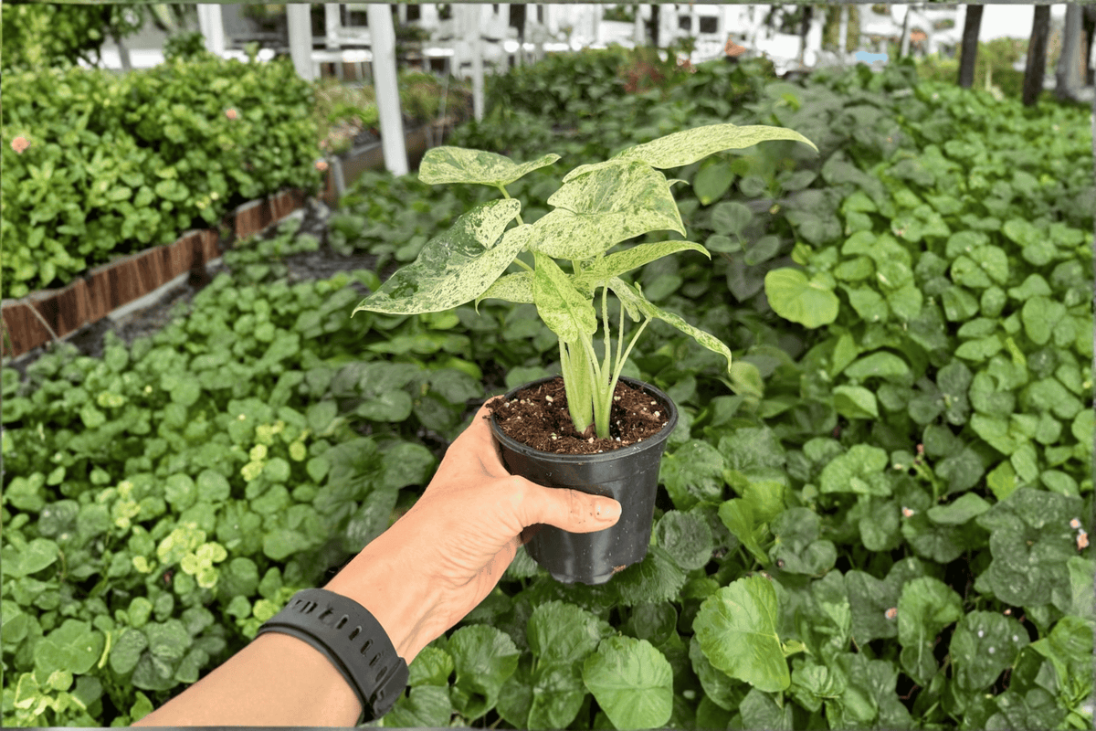Alocasia odora Batik Snow Variegated - 2 Live Plants in 4-Inch Pots