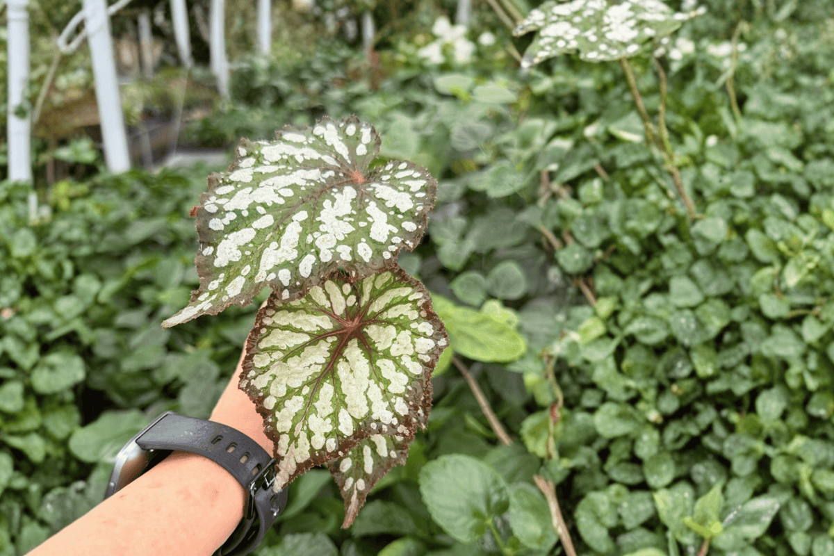 Begonia Summer Storm Starter Plants – 2 Live Begonia Hybrid Starter Plants