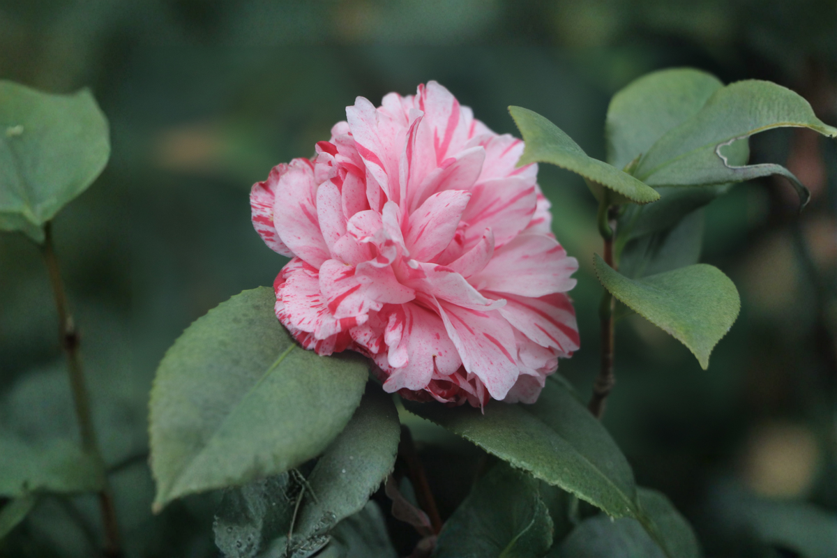 Daikagura Camellia Japonica Live Starter Plant - 4L Pot, Evergreen Flowering Shrub
