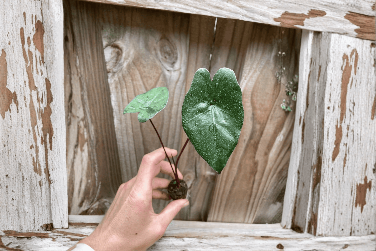 Alocasia Plumbae Metallica Starter Plants (2) Bare Root