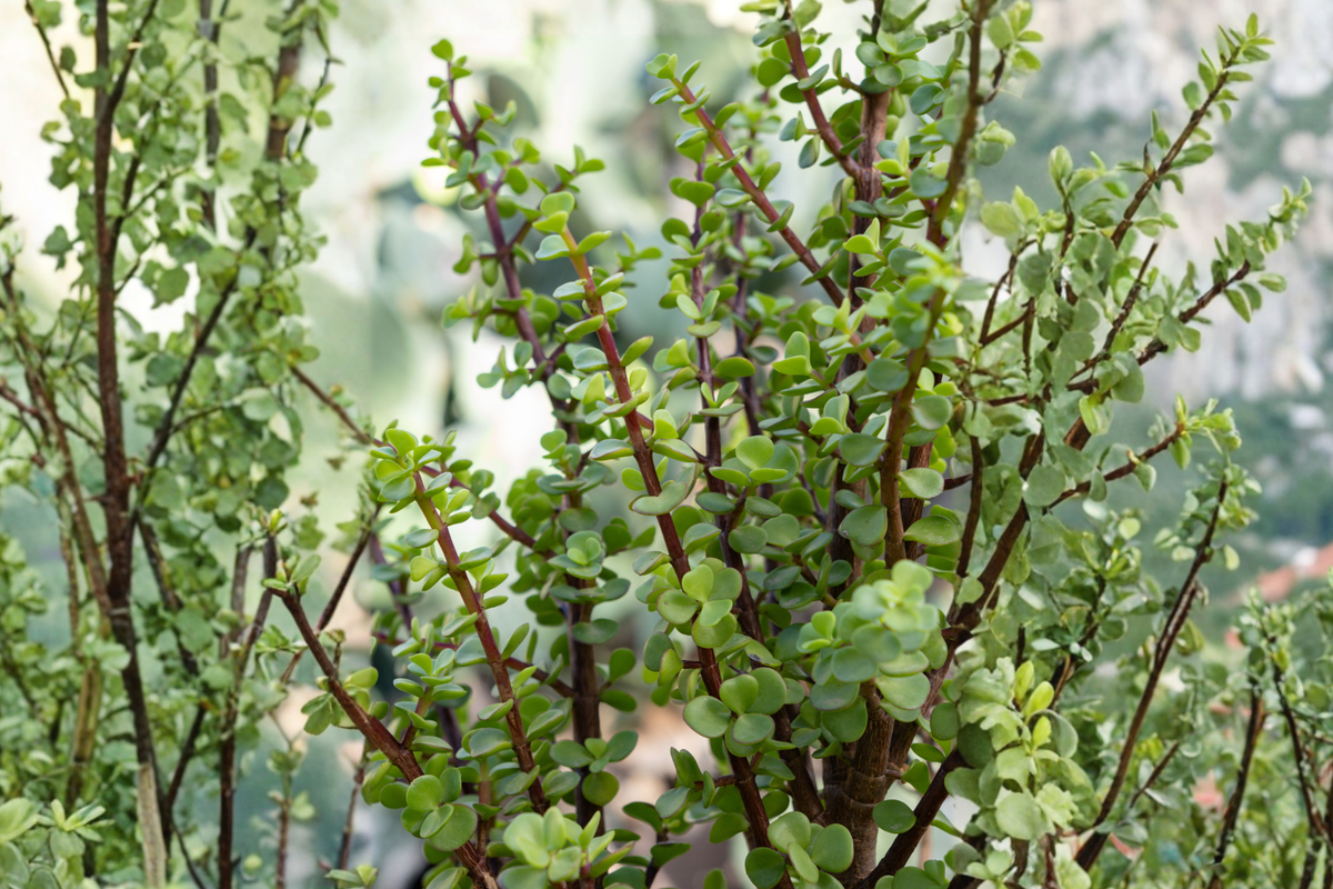 Rainbow Elephant Bush Cuttings (Portulacaria afra variegata) – 20 Fresh Unrooted Cuttings
