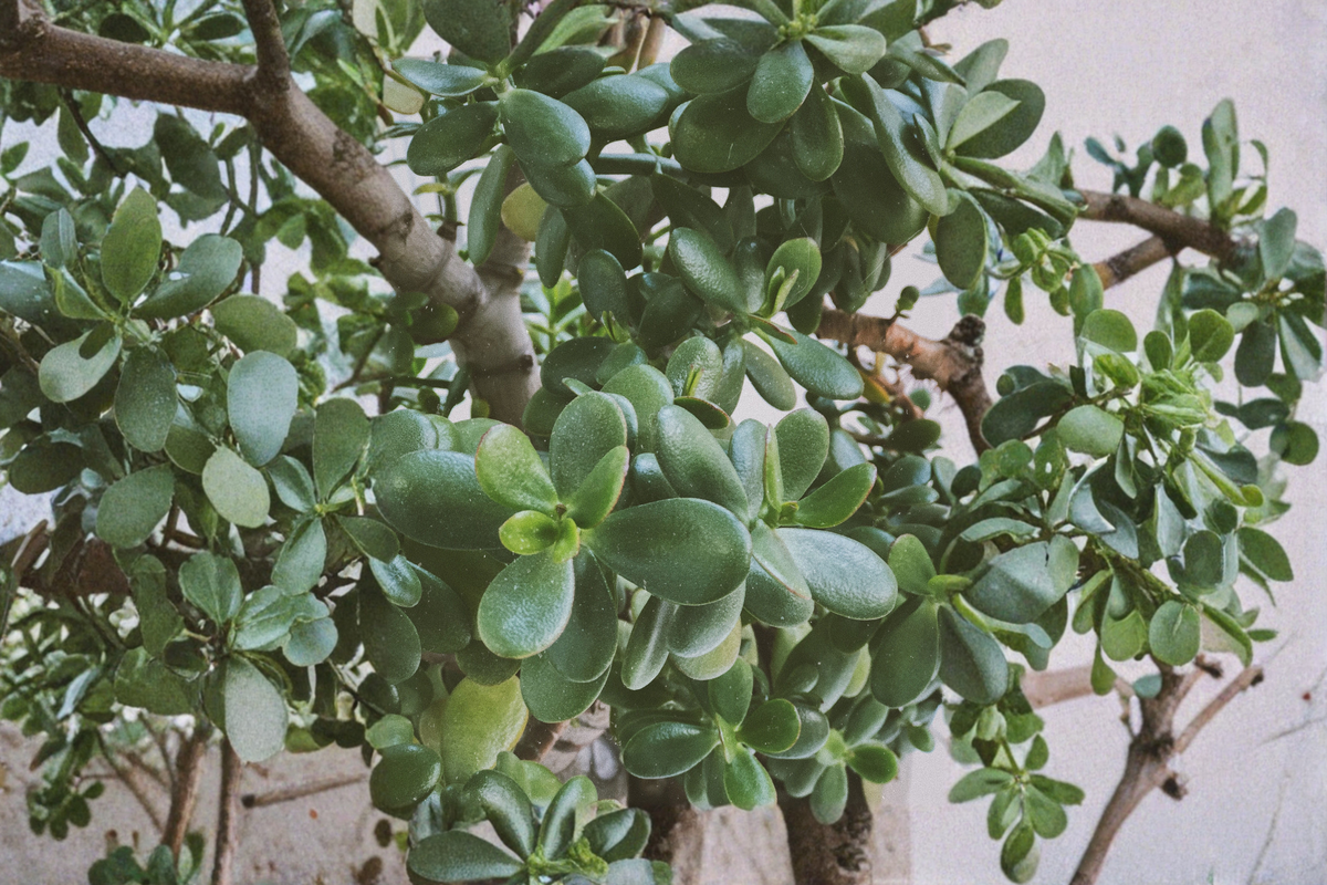 Crassula Ovata Jade Plant Live Cuttings — 2–3 Inches Tall