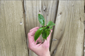 Philodendron squamiferum Starter Plants – Bare Root (2) | Live Philodendron