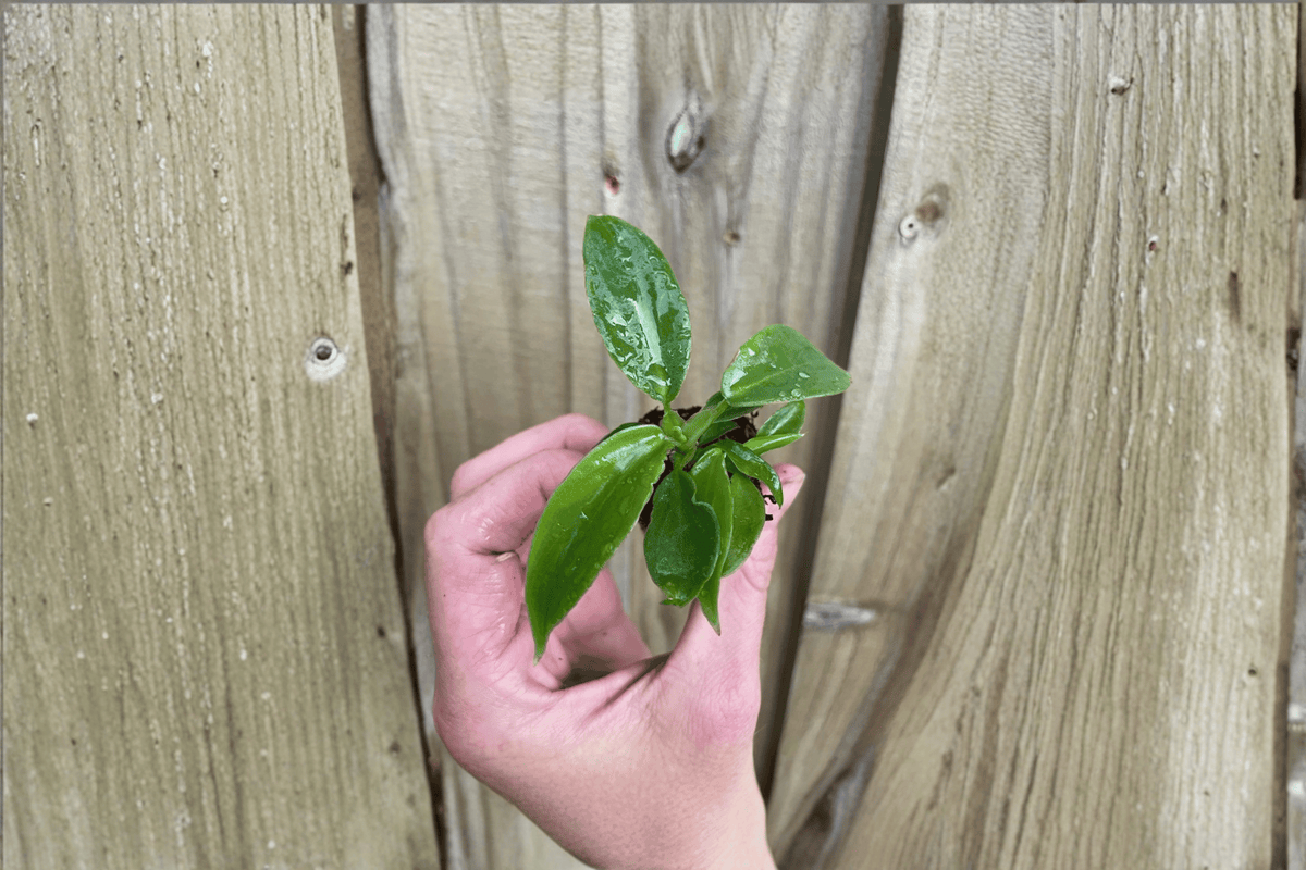 Philodendron squamiferum Starter Plants – Bare Root (2) | Live Philodendron