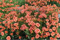 Daylily Strawberry Candy - 3 Bare Root Plants, Reblooming Pink with Red Eye (Hemerocallis)
