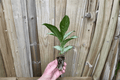 Dieffenbachia Snow Starter Plants (2) – Bare Root