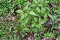 Thai Basil (Ocimum basilicum var. thyrsiflora) - 2 Rooted Starter Plants, GMO Free
