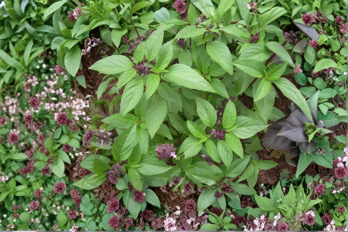 Thai Basil (Ocimum basilicum var. thyrsiflora) - 2 Rooted Starter Plants, GMO Free