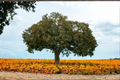 California Coast Live Oak (Quercus agrifolia) - 2 Live Seedlings, 4–6 Inches Tall