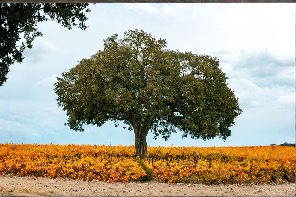 California Coast Live Oak (Quercus agrifolia) - 2 Live Seedlings, 4–6 Inches Tall