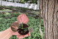Syngonium 'Orm Nak' Starter Plants (2-Pack) — Bare Root, Variegated Indoor Plant