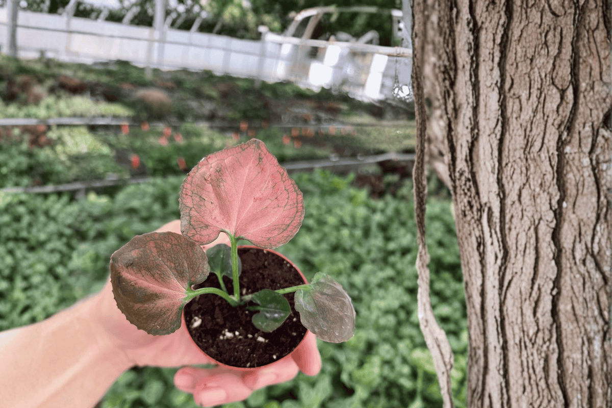 Syngonium 'Orm Nak' Starter Plants (2-Pack) — Bare Root, Variegated Indoor Plant