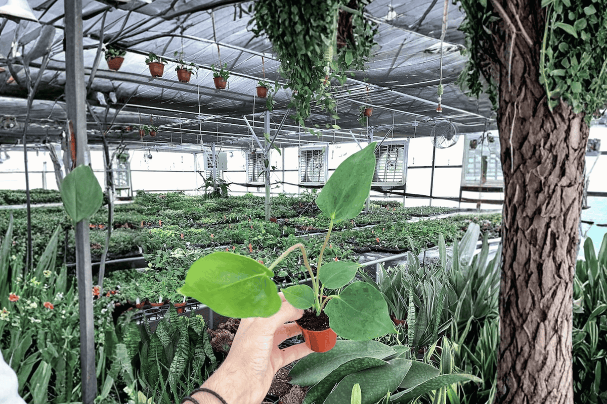Anthurium Oaxaca Starter Plants – 2 Live Bare Root Cuttings (2-Inch Pots)