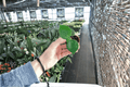 Raindrop Peperomia (Peperomia polybotrya) - 2 Live Starter Plants in 2-Inch Pots