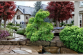 Miss Grace Dawn Redwood - Metasequoia glyptostroboides 'Miss Grace' 1-Year Grafted, 8" Tall