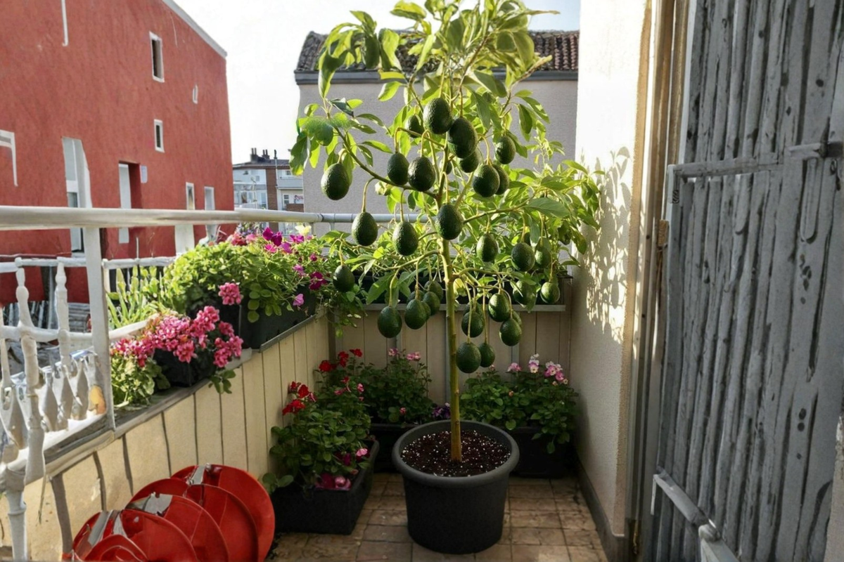 Mexican Avocado Tree - Grafted Live Plant, 3–4 Ft Tall