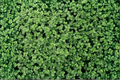 Creeping Thyme Live Plant – 4" Pot (Thymus serpyllum) Ground Cover