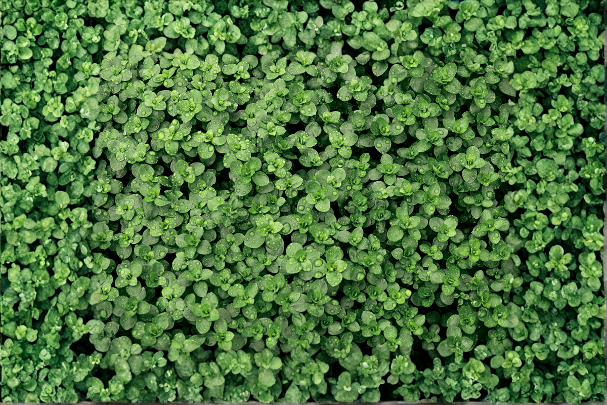 Creeping Thyme Live Plant – 4" Pot (Thymus serpyllum) Ground Cover