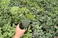 Anthurium Dressleri x Black Sweet Hybrid - 2 Live Plants in 4-Inch Pots
