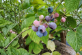 Pink Lemonade Blueberry Live Plants - 2 Rooted Starter Plants in 1 Qt Pots