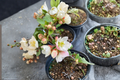 Toyo Nishiki Flowering Quince (Chaenomeles japonica) 2 Gallon Live Plant - Red Pink White Blooms