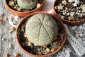 Euphorbia obesa Seed-Grown Live Succulent Plant – WYSIWYG Specimen